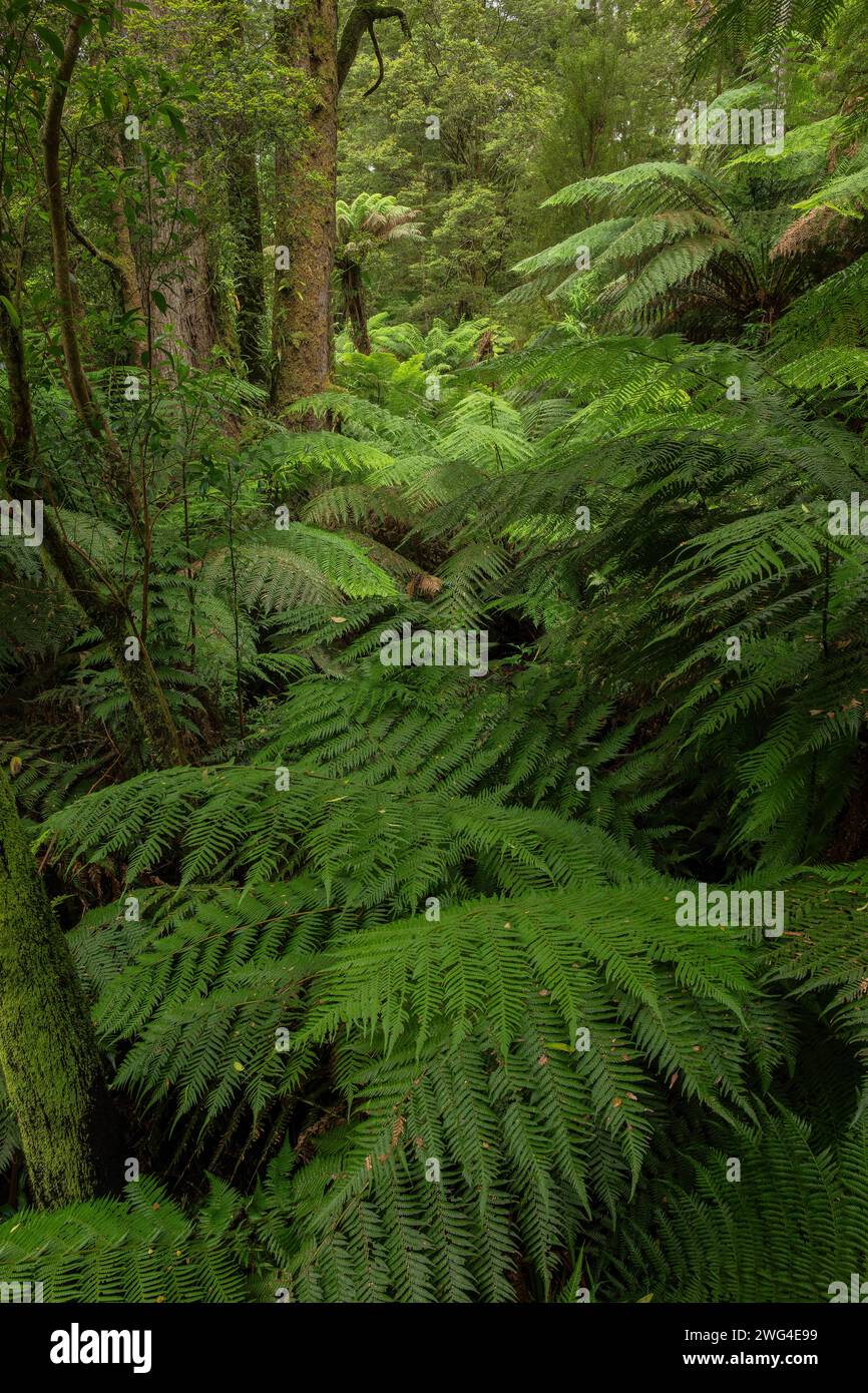 Helecho arbóreo blando, Dicksonia antártida, y otra vegetación en Melba Gully, bosque lluvioso templado, Victoria. Foto de stock