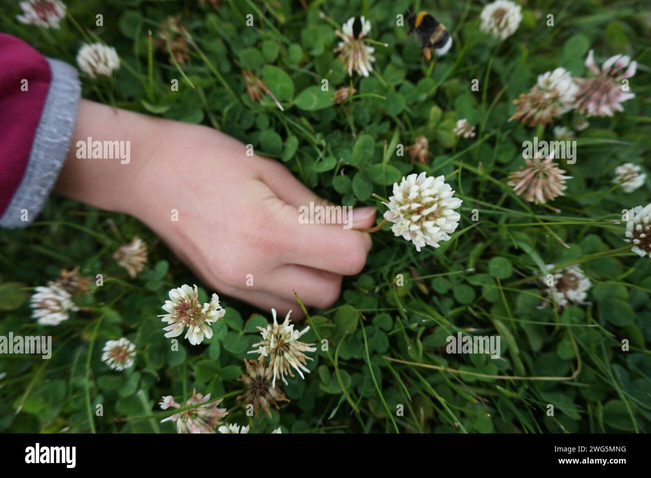 La mano de un niño recoge una flor en el prado con trébol Foto de stock
