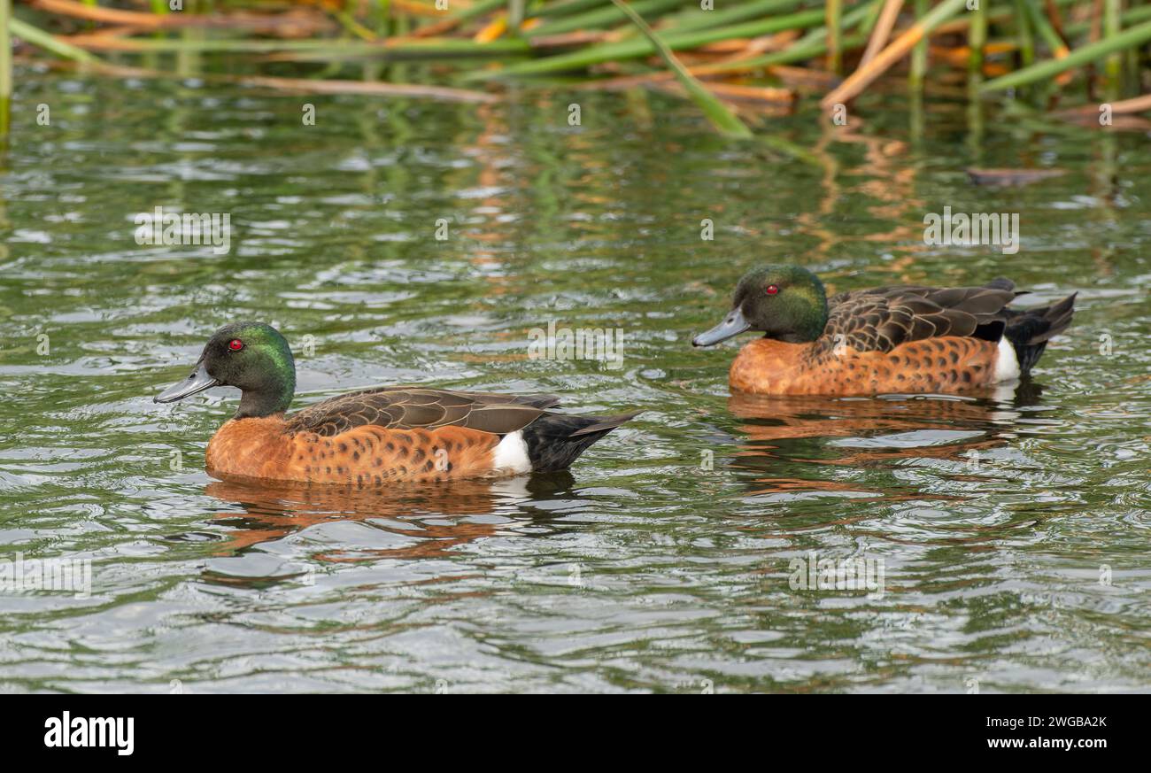 Tales de castaño macho, Anas castanea, loafing en el lago poco profundo, Victoria. Foto de stock