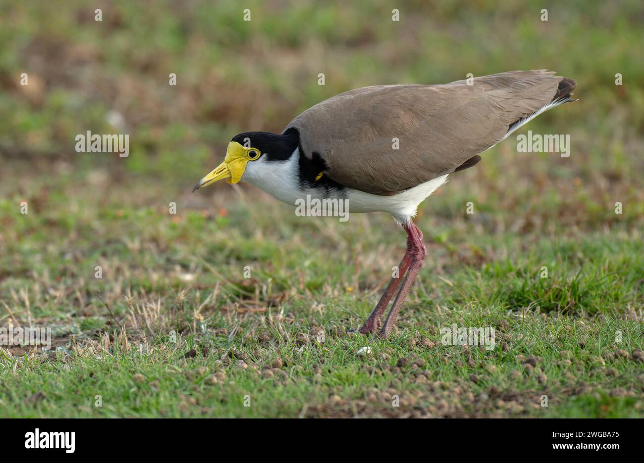 Lapwing enmascarado, Vanellus Miles, adulto en praderas costeras de arena. Victoria, Australia. Foto de stock