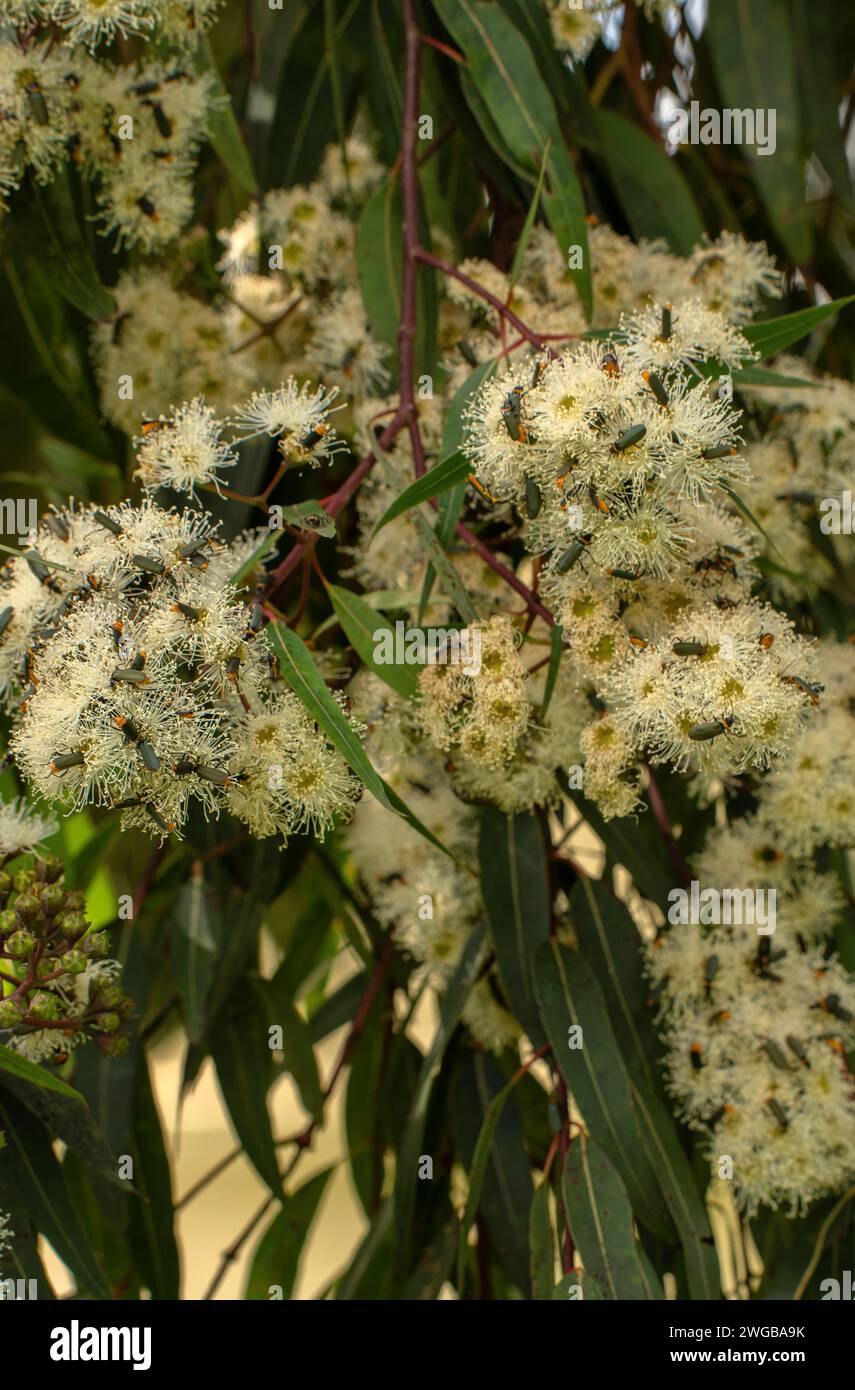 Manzana de ladrillo liso, Angophora costata, en flor, con escarabajos visitantes. Melbourne. Foto de stock