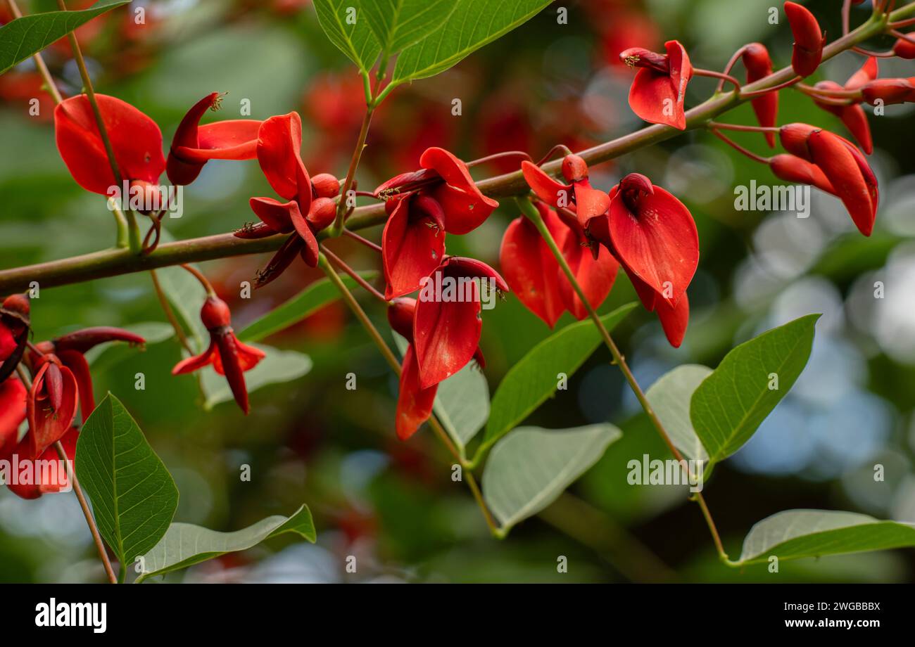 Cockscomb Árbol de coral, Erythrina crista-galli, en flor. Desde Sudamérica. Foto de stock