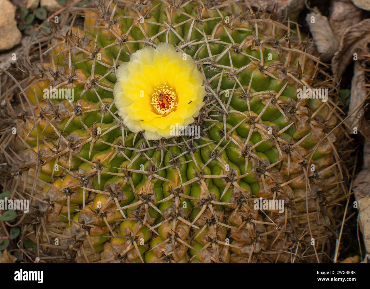 Un cactus, Parodia erinacea, de Argentina. Foto de stock