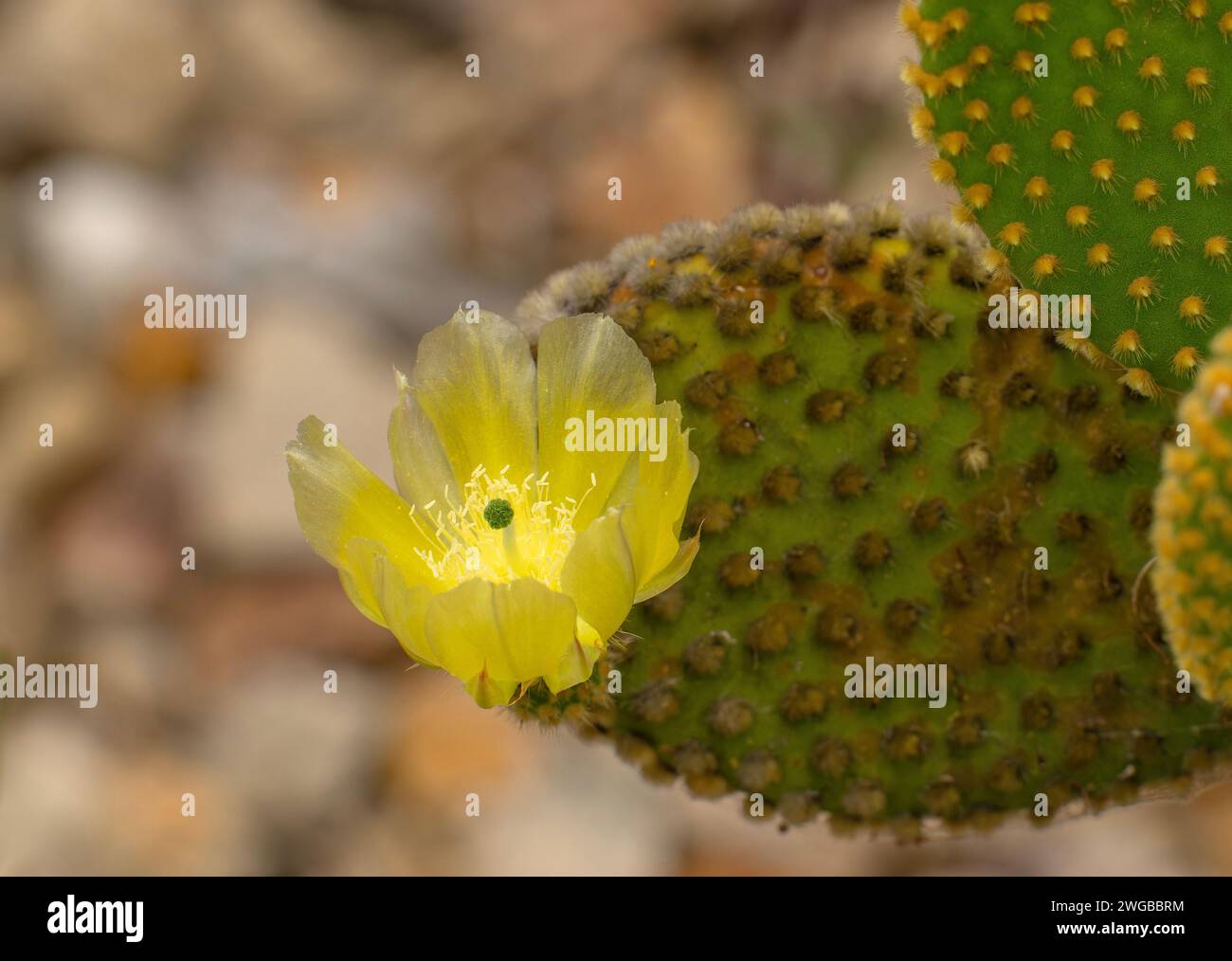 Orejas de conejo, Opuntia microdasys, cactus; en flor, de México. Foto de stock