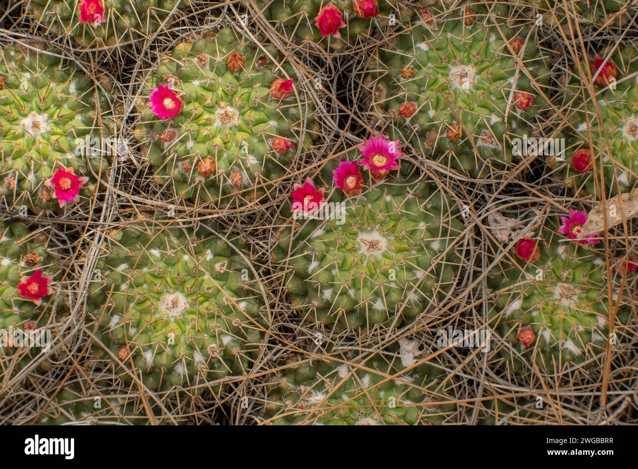 Madre de cientos, Mammillaria compressa, en flor; de México Foto de stock