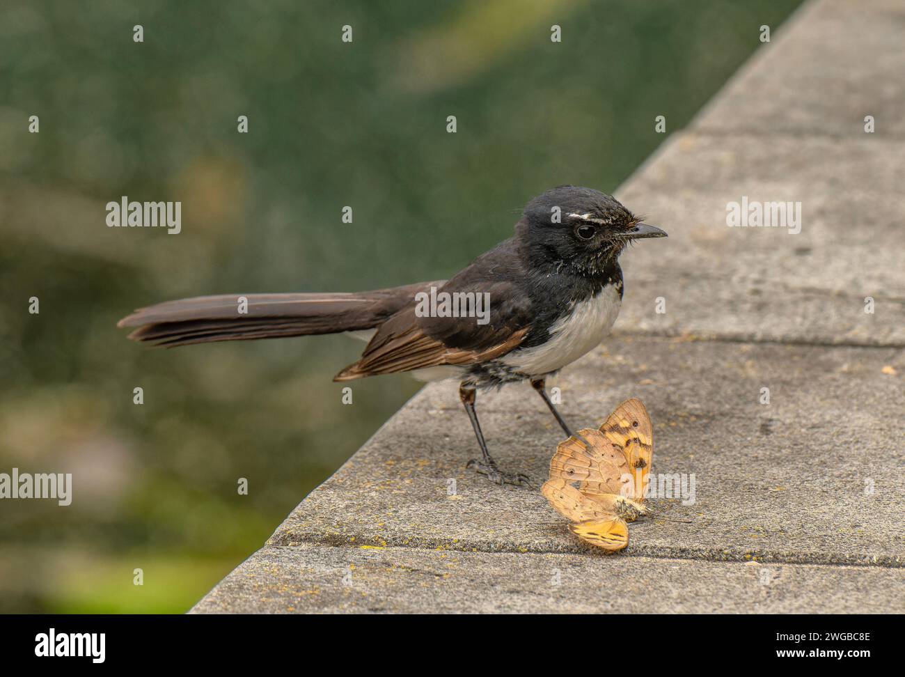 Willie wagtail, Rhipidura leucophrys, matando y alimentándose de mariposas recién capturadas. Melbourne. Foto de stock