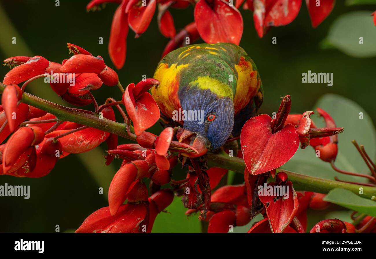 Arco iris lorikeet, Trichoglossus moluccanus, alimentándose de flores de árbol de coral en el jardín, Melbourne. Foto de stock