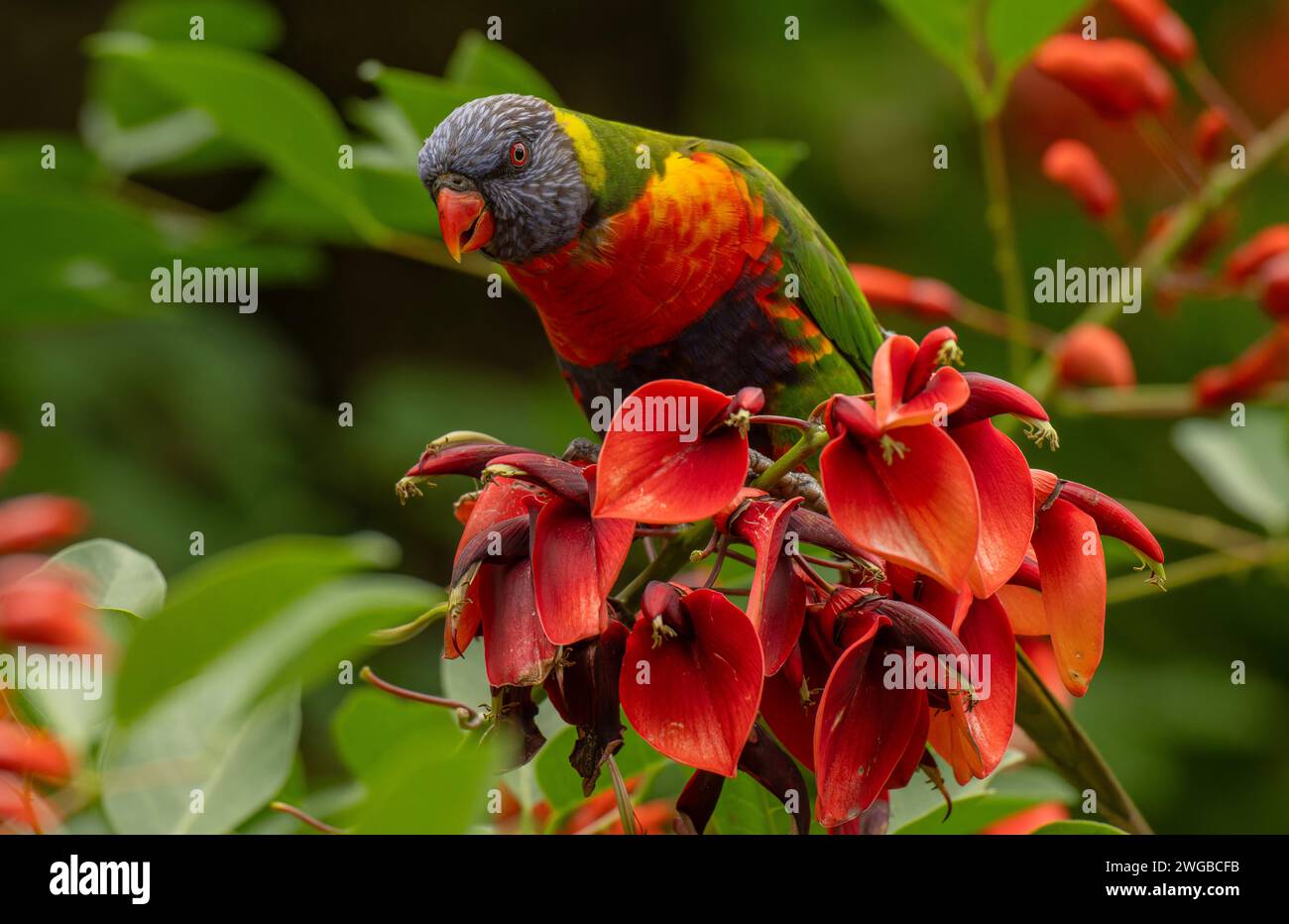 Arco iris lorikeet, Trichoglossus moluccanus, alimentándose de flores de árbol de coral en el jardín, Melbourne. Foto de stock