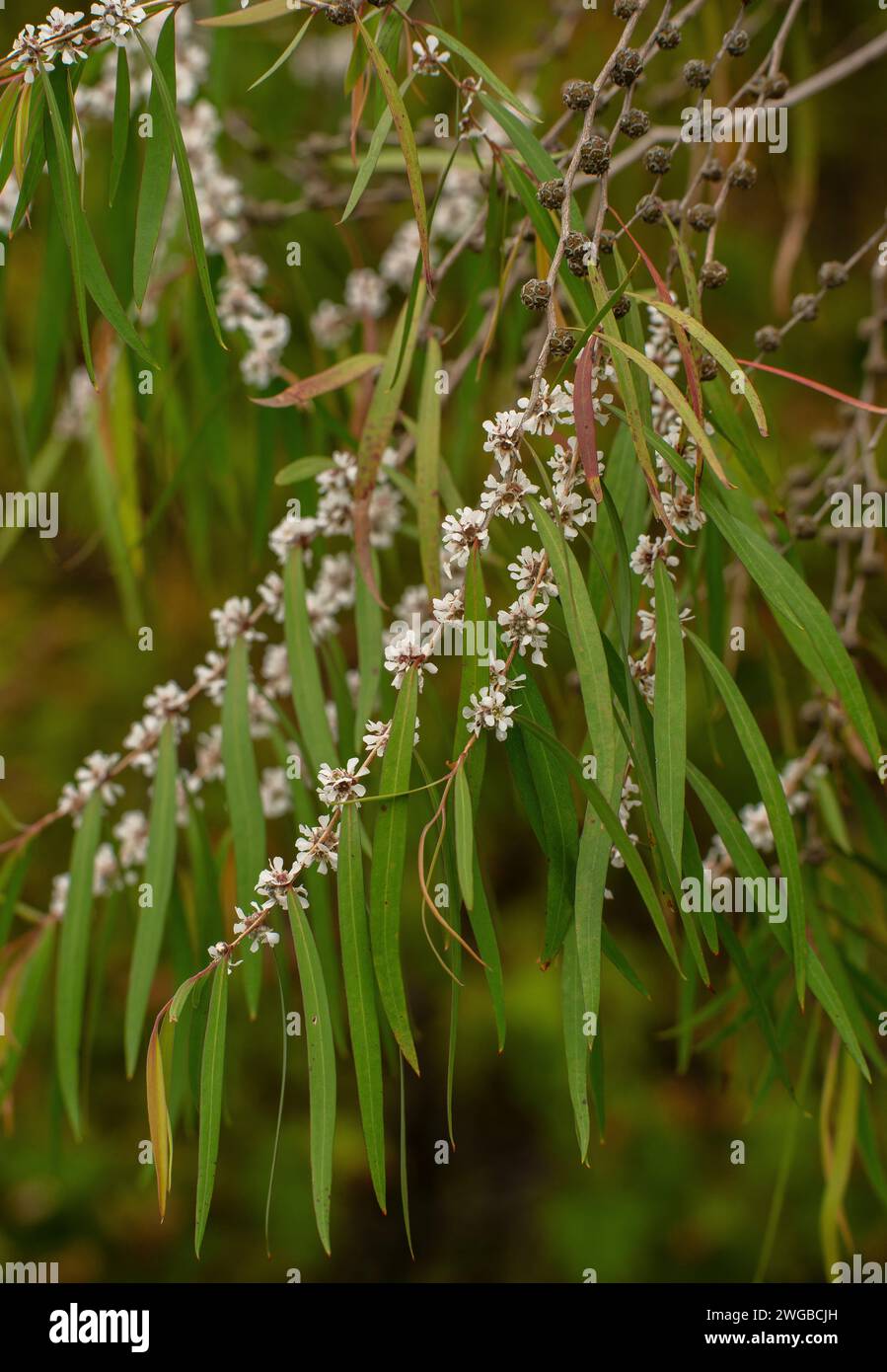 Willow myrtle, Agonis flexuosa, arbusto en flor; Australia Occidental. Foto de stock