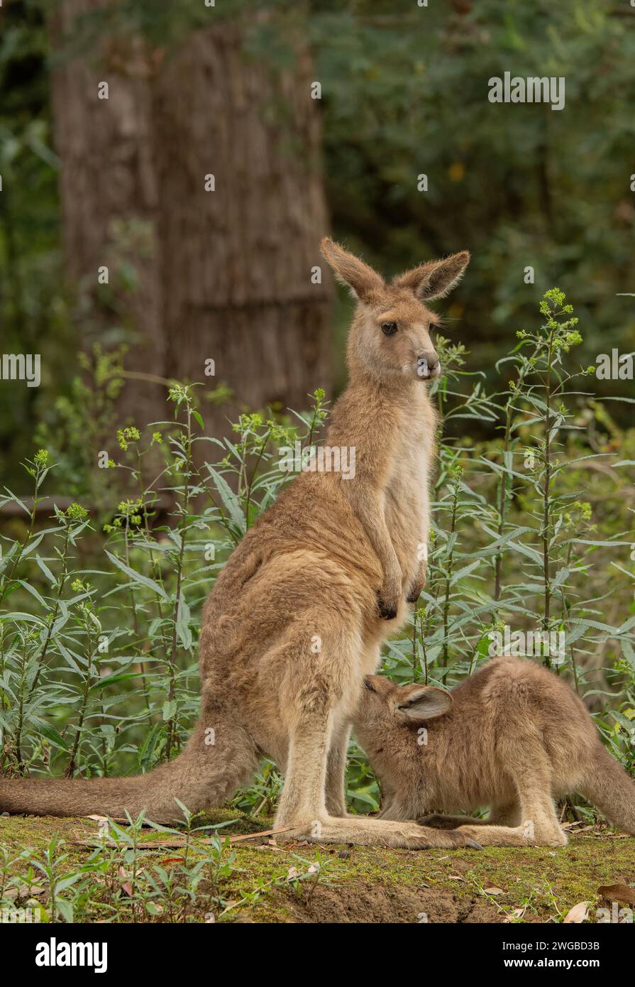 Canguro forestal, Macropus giganteus tasmaniensis, madre y joey; endémico de Tasmania. Foto de stock