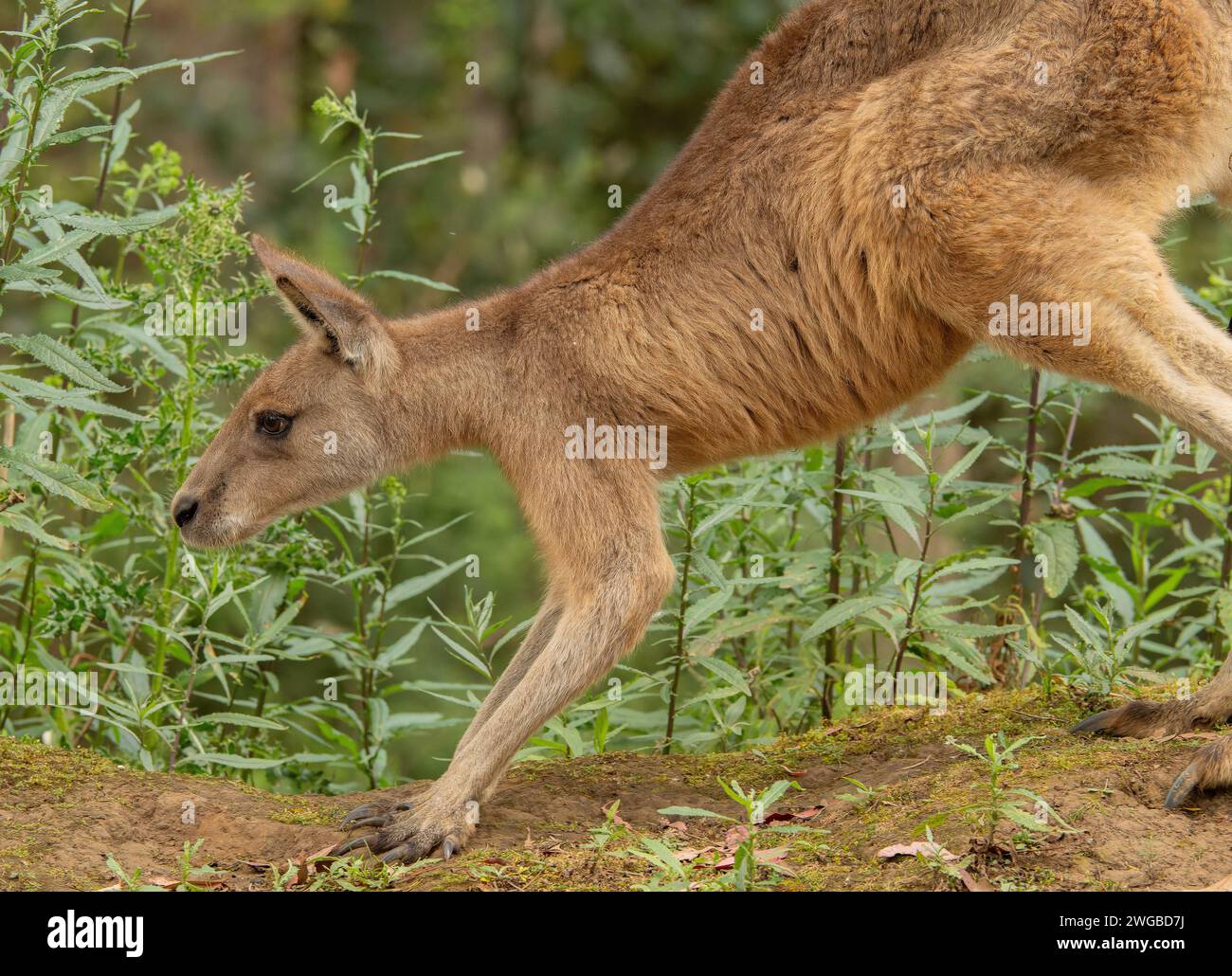 Canguro Forester joven, Macropus giganteus tasmaniensis, endémico de Tasmania. Foto de stock