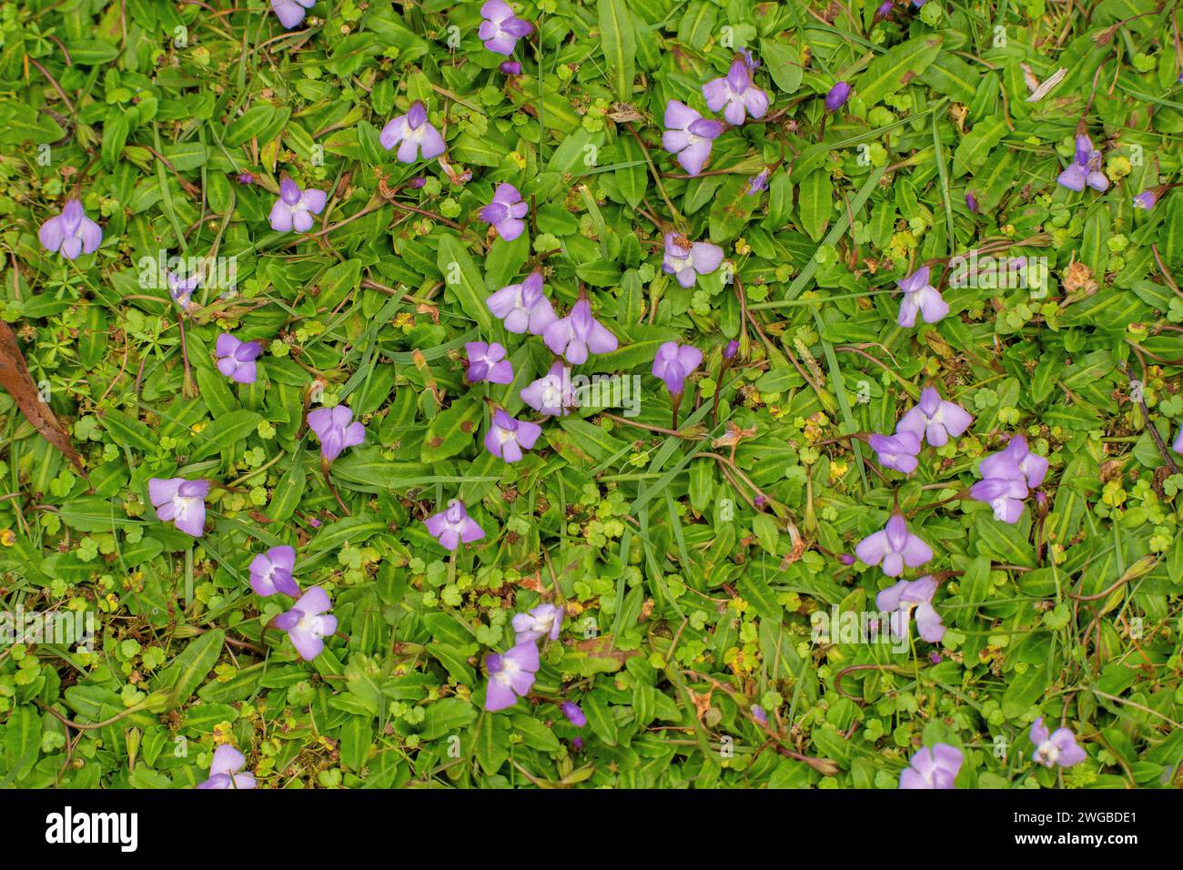 Pantano mazus, Mazus pumilio, en flor en pastizales pastos. Tasmania. Foto de stock