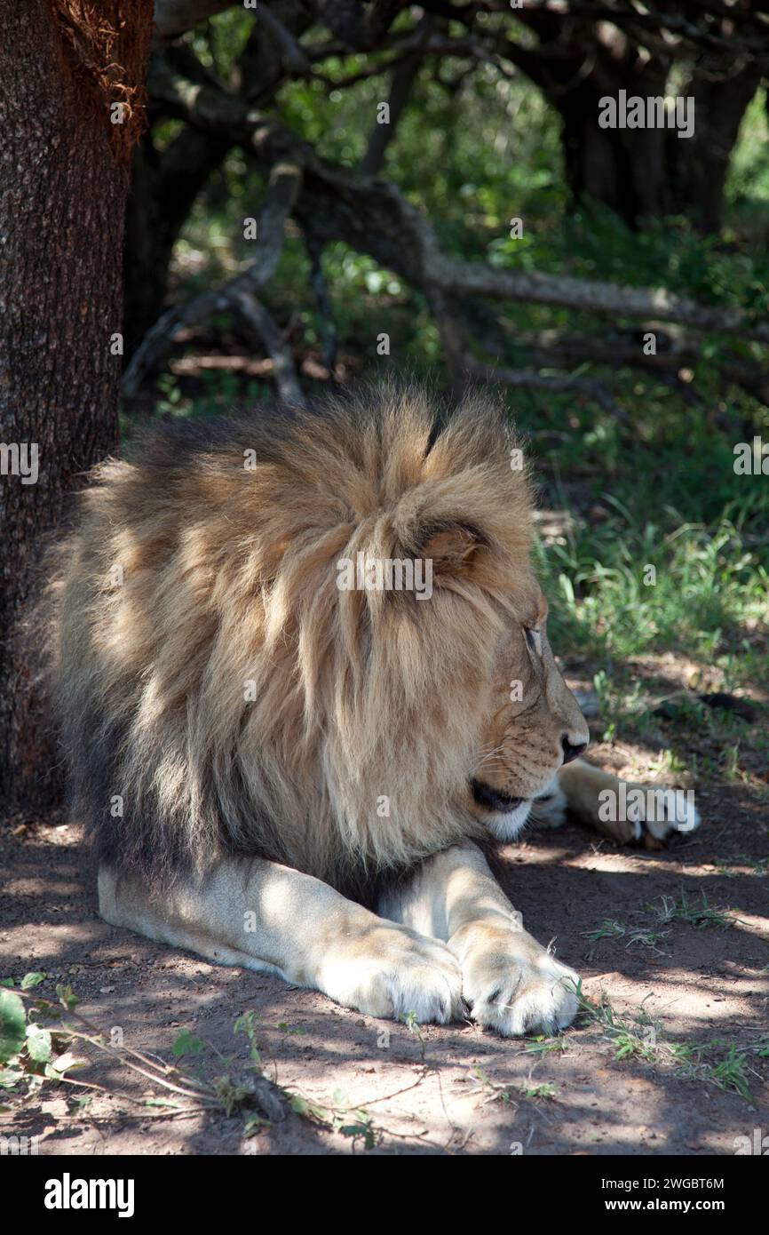 Primer plano de un León tumbado bajo un árbol, Mjejane Private Game Reserve, Parque Nacional Kruger, Sudáfrica Foto de stock