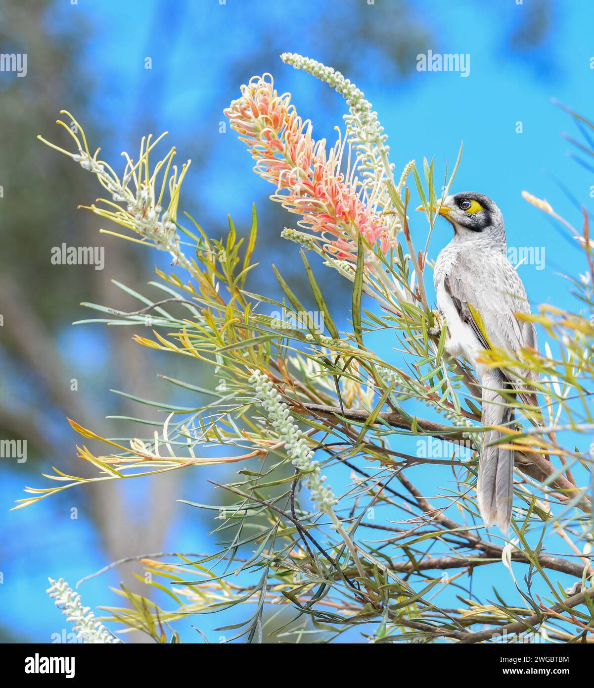 Pájaro minero ruidoso (Manorina melanocephala) posado en un árbol de grevillea, Australia Foto de stock