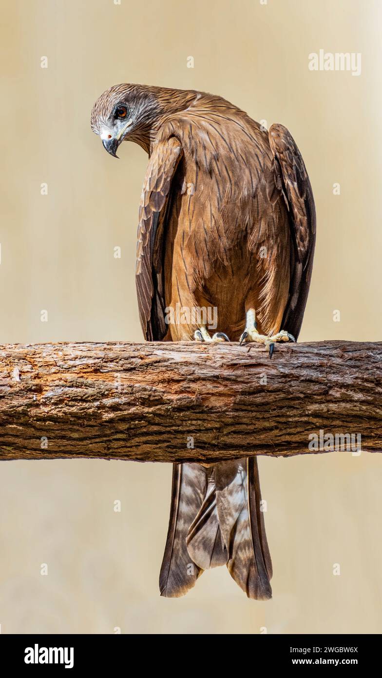 Cometa silbante (Haliastur sphenurus) posada en una rama, Australia Foto de stock