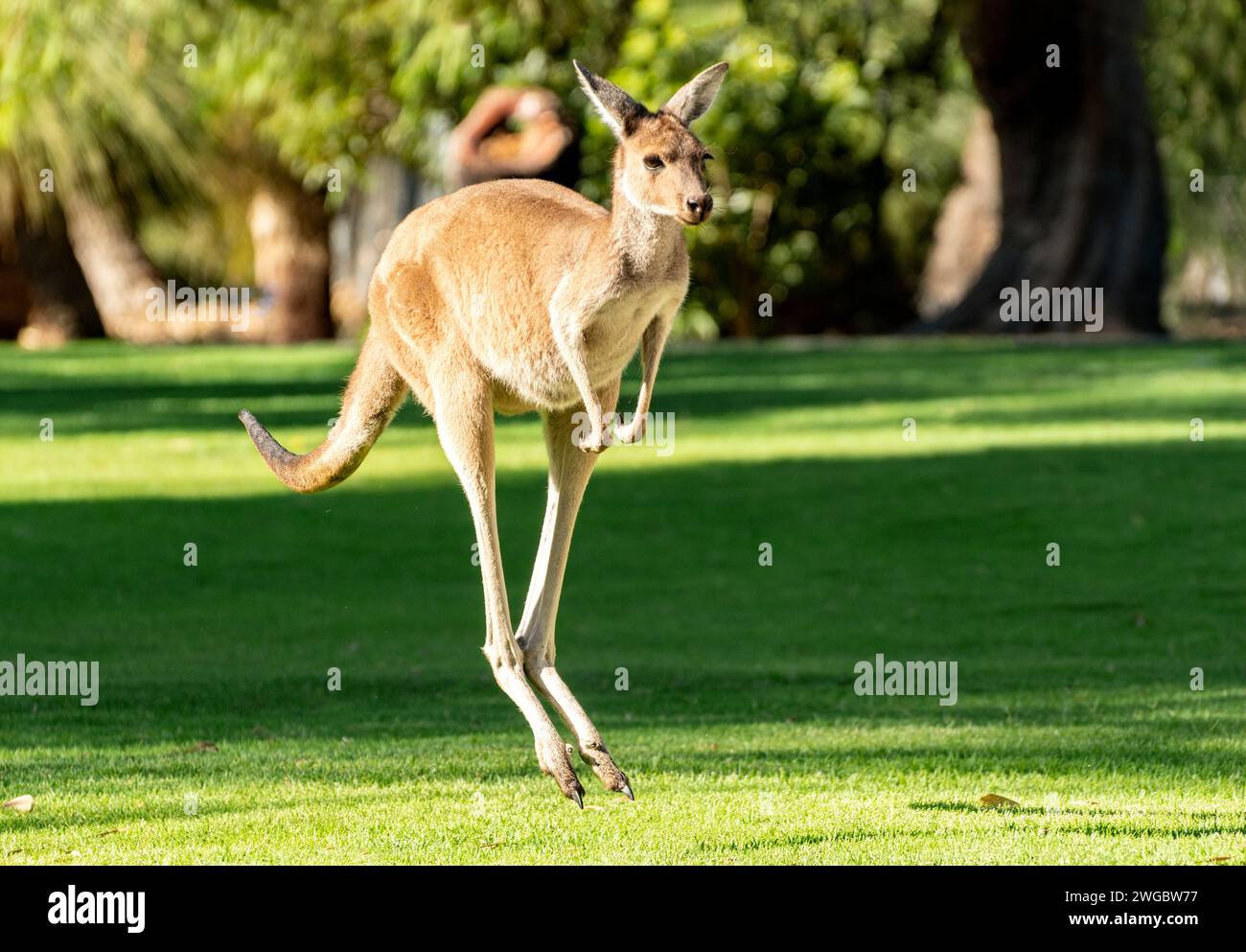 Bebé canguro saltando en el Parque Nacional Yanchep, Perth, Australia Occidental, Australia Foto de stock