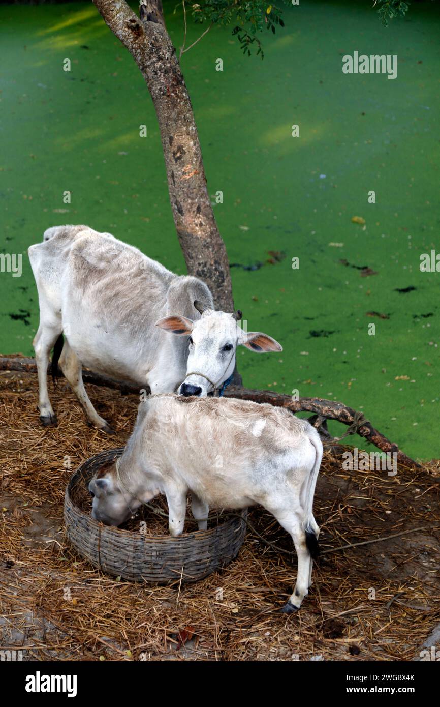 Dos vacas pastando por un río, la isla de Bali, Sunderbans, Bengala Occidental, India Foto de stock