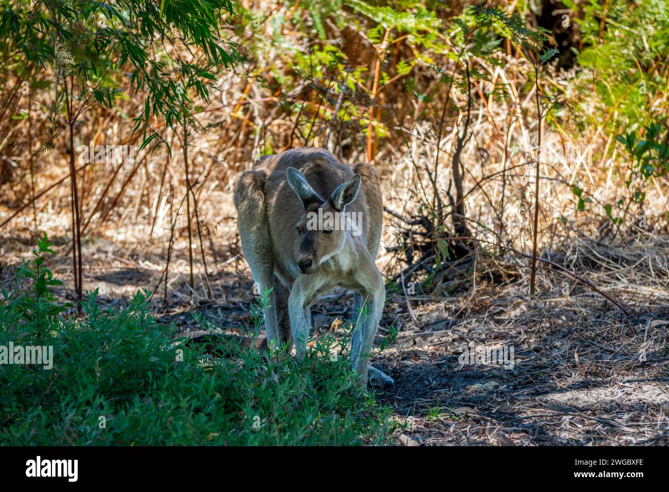 Primer plano de un canguro australiano de pie en la sombra que se protege del calor, Australia Foto de stock