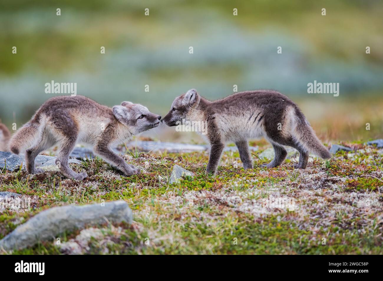 Arctic fox cachorros jugando Foto de stock