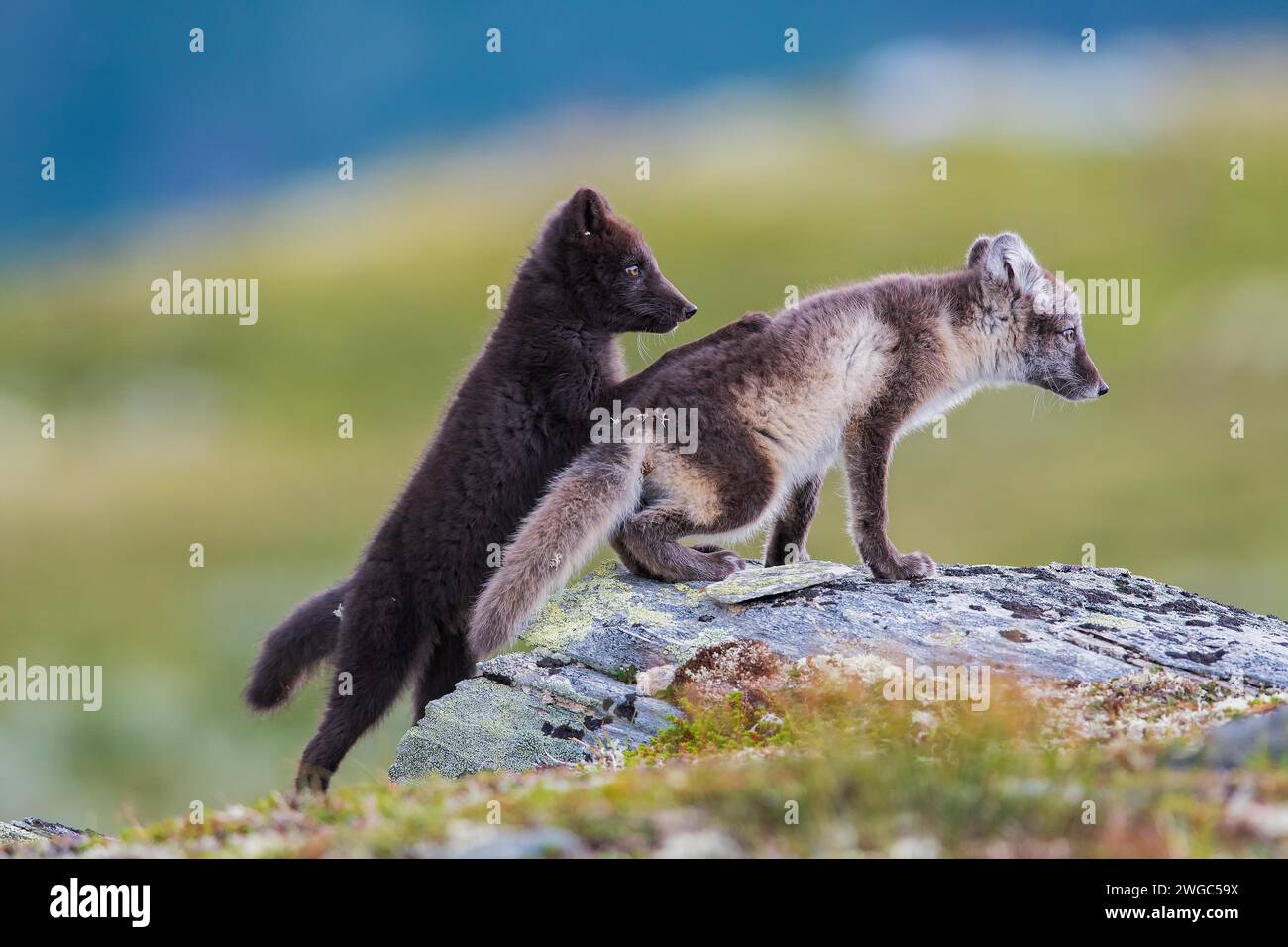 Arctic fox cachorros jugando Foto de stock