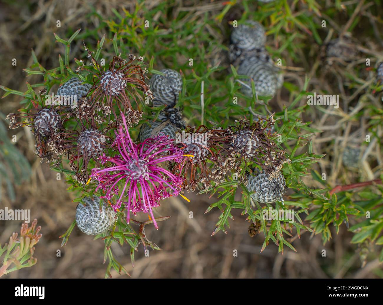 Flor de rosa, Isopogon formosus, en flor en el suroeste de Australia. Foto de stock