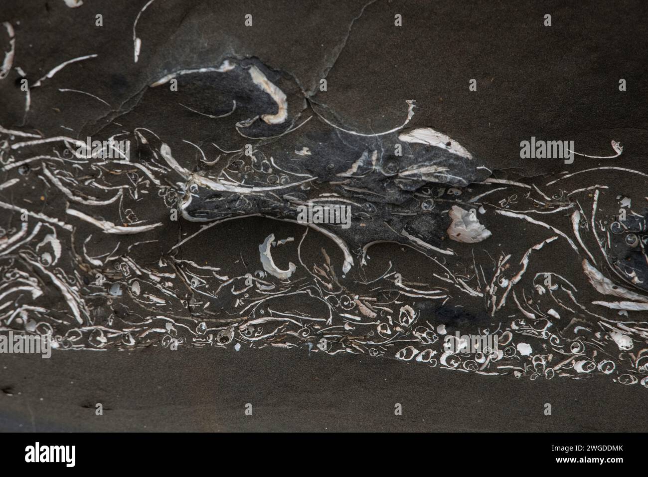 Una capa de almejas marinas fosilizadas y gasterópodos a lo largo de la costa de California, los antiguos fósiles están incrustados en roca. Foto de stock