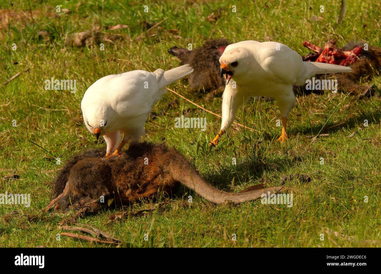 Goshawk gris, Accipiter novaehollandiae, en morfo blanco, alimentándose de Pademelon muerto en carretera. Hembra más grande que expulsa macho de cadáver. Tasmania. Foto de stock