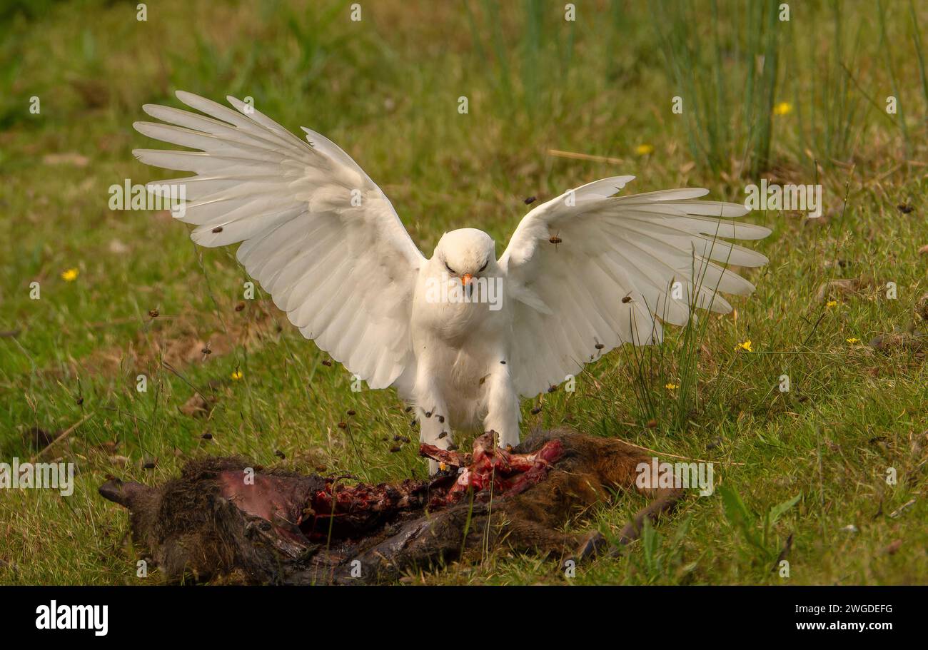 Goshawk gris, Accipiter novaehollandiae, en morfo blanco, alimentándose de Pademelon muerto en carretera. Tasmania. Foto de stock