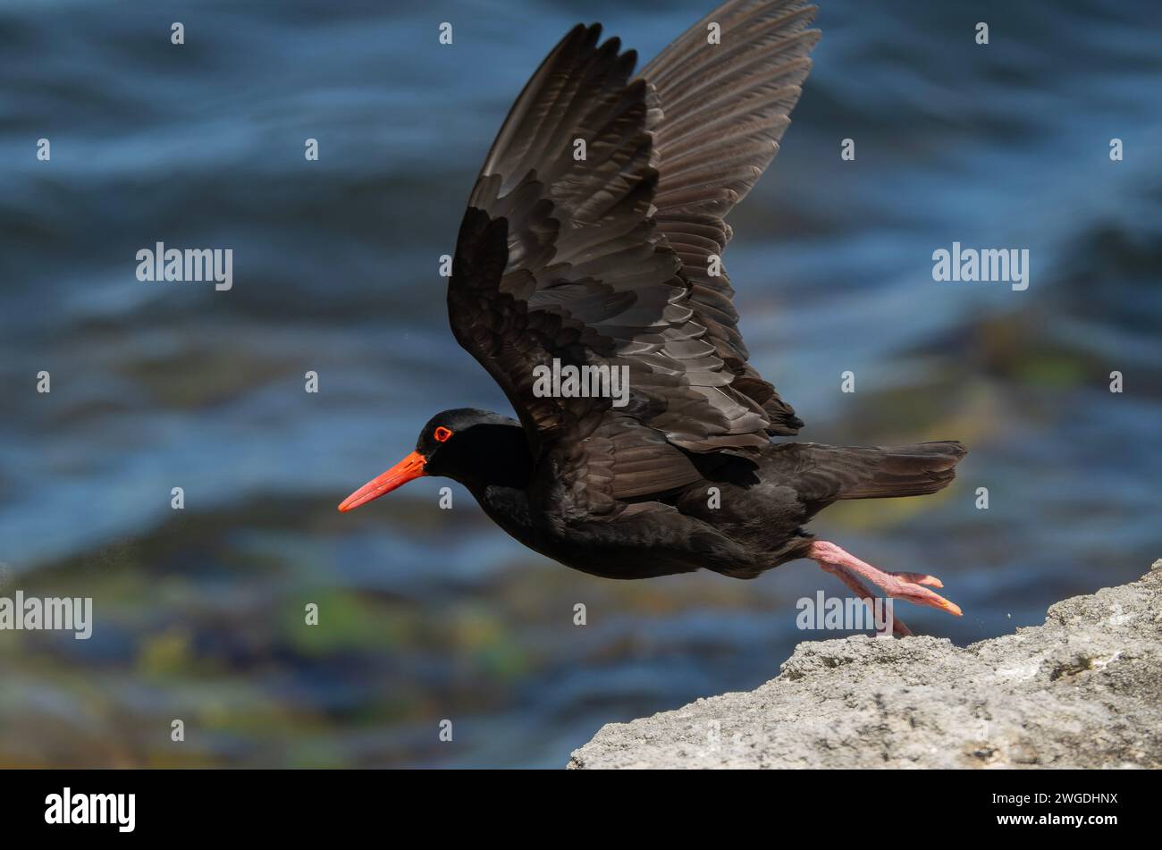 Cazador de ostras sooty, Haematopus fuliginosus, en vuelo, en la costa oceánica rocosa, Tasmania. Foto de stock