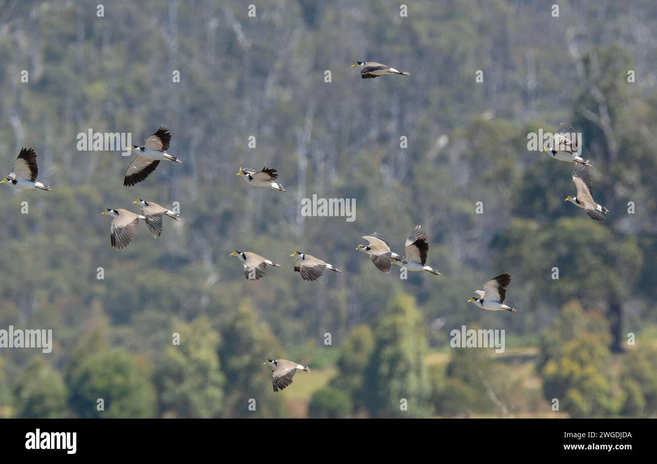 Lapwings enmascarados, Vanellus Miles, en vuelo en grupo. Tasmania. Foto de stock