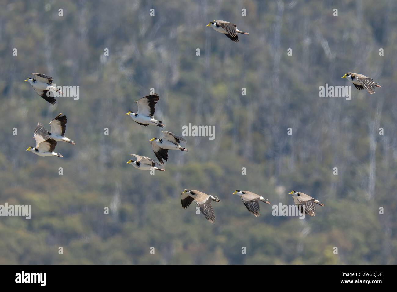 Lapwings enmascarados, Vanellus Miles, en vuelo en grupo. Tasmania. Foto de stock