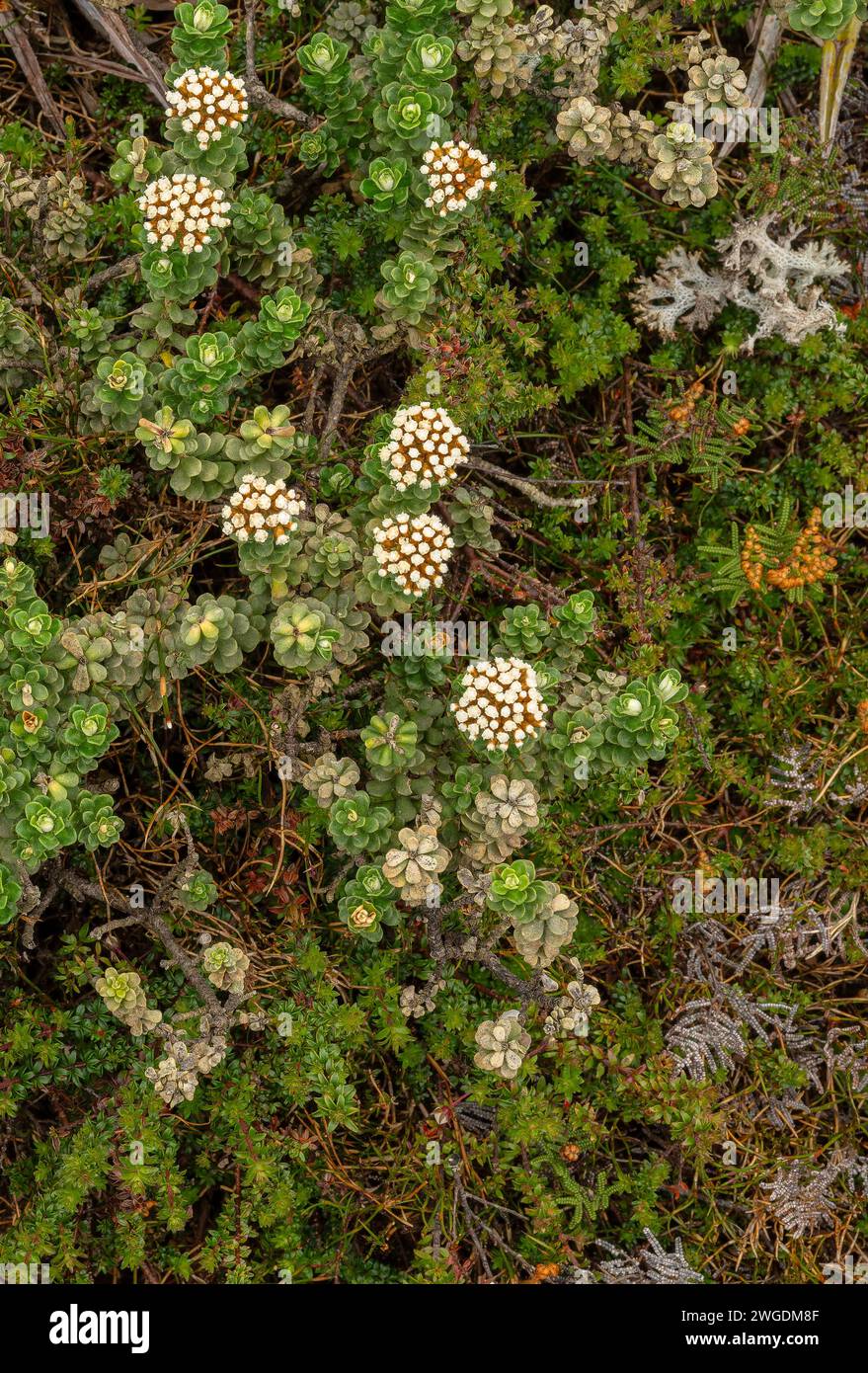 Montaña Everlastingbush, Ozothamnus ledifolius, en flor en Hartz Peak en las tierras altas de las montañas de Hartz, Tasmania. Foto de stock