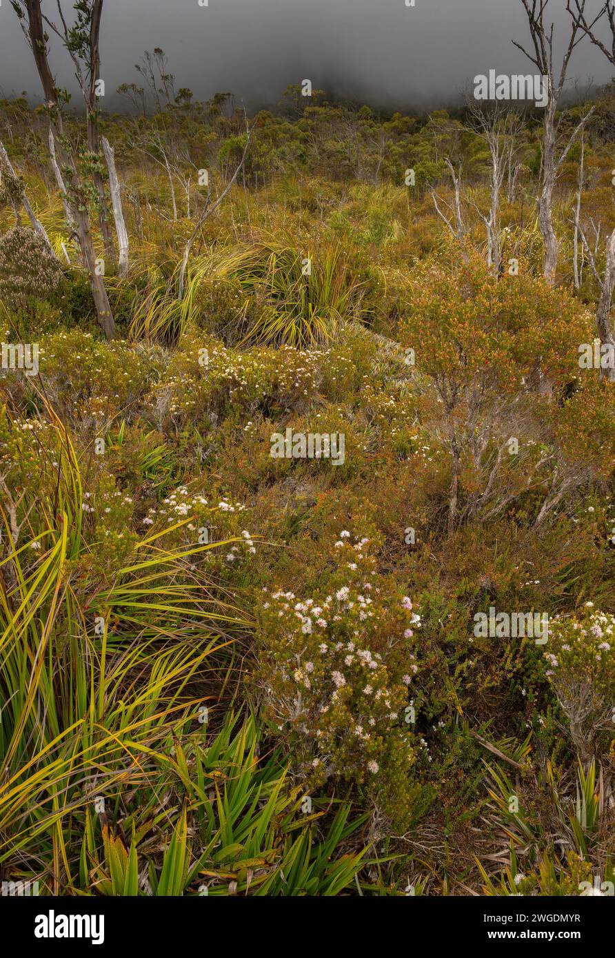 Pantano miel-mirto, Melaleuca squamea, en flor en Hartz Peak en las tierras altas de las montañas de Hartz, Tasmania. Foto de stock