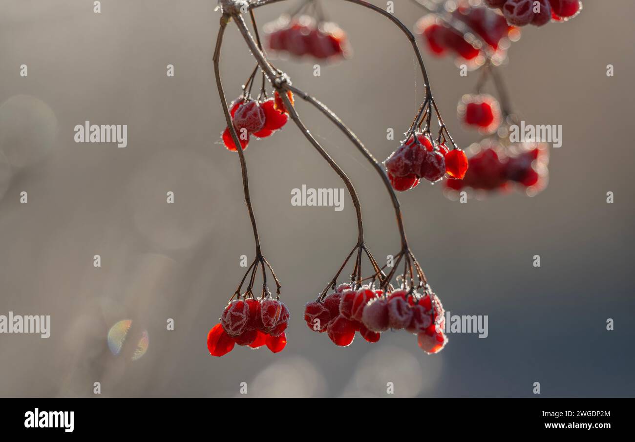 Bayas de Guelder Rose, Viburnum opulus, en una mañana helada. Foto de stock