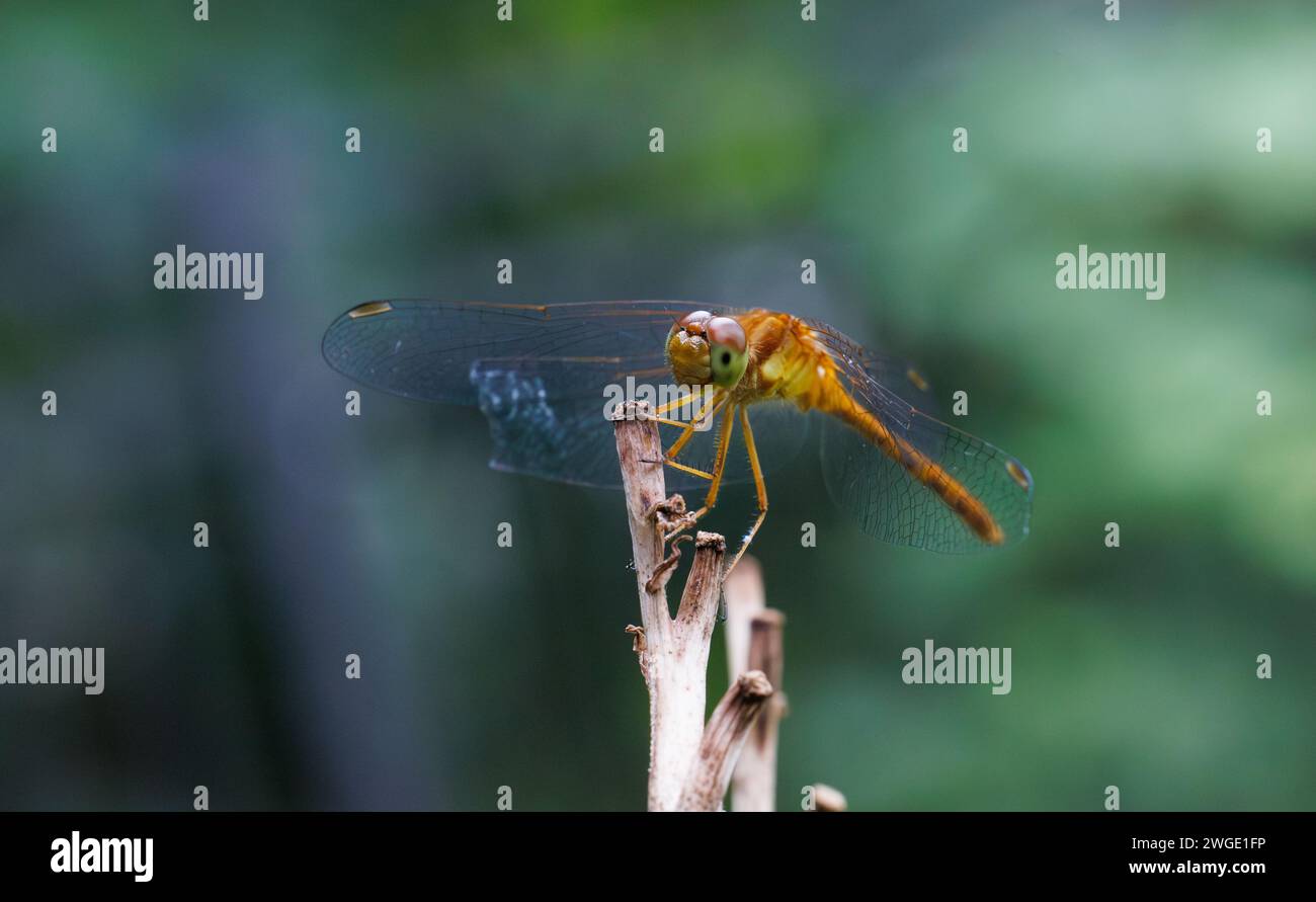 Meadowhawk libélula posada en tallo pequeño Foto de stock