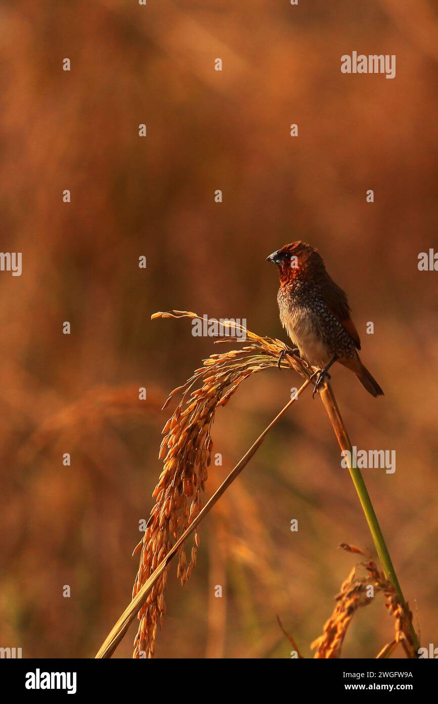 hermoso pequeño pájaro de canto escamoso pecho munia o mannikin manchado munia o nuez moscada (lonchura punctulata) posando en gavilla de arroz en un campo de arroz Foto de stock