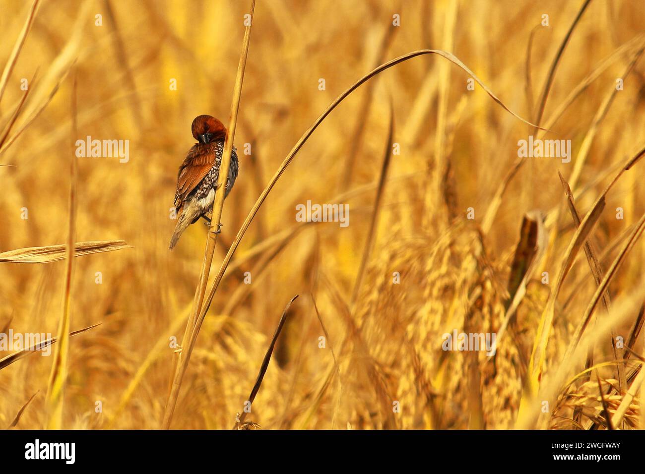 hermoso pequeño pájaro de canto escamoso pecho munia o mannikin manchado munia o nuez moscada (lonchura punctulata) posando en gavilla de arroz en un campo de arroz Foto de stock