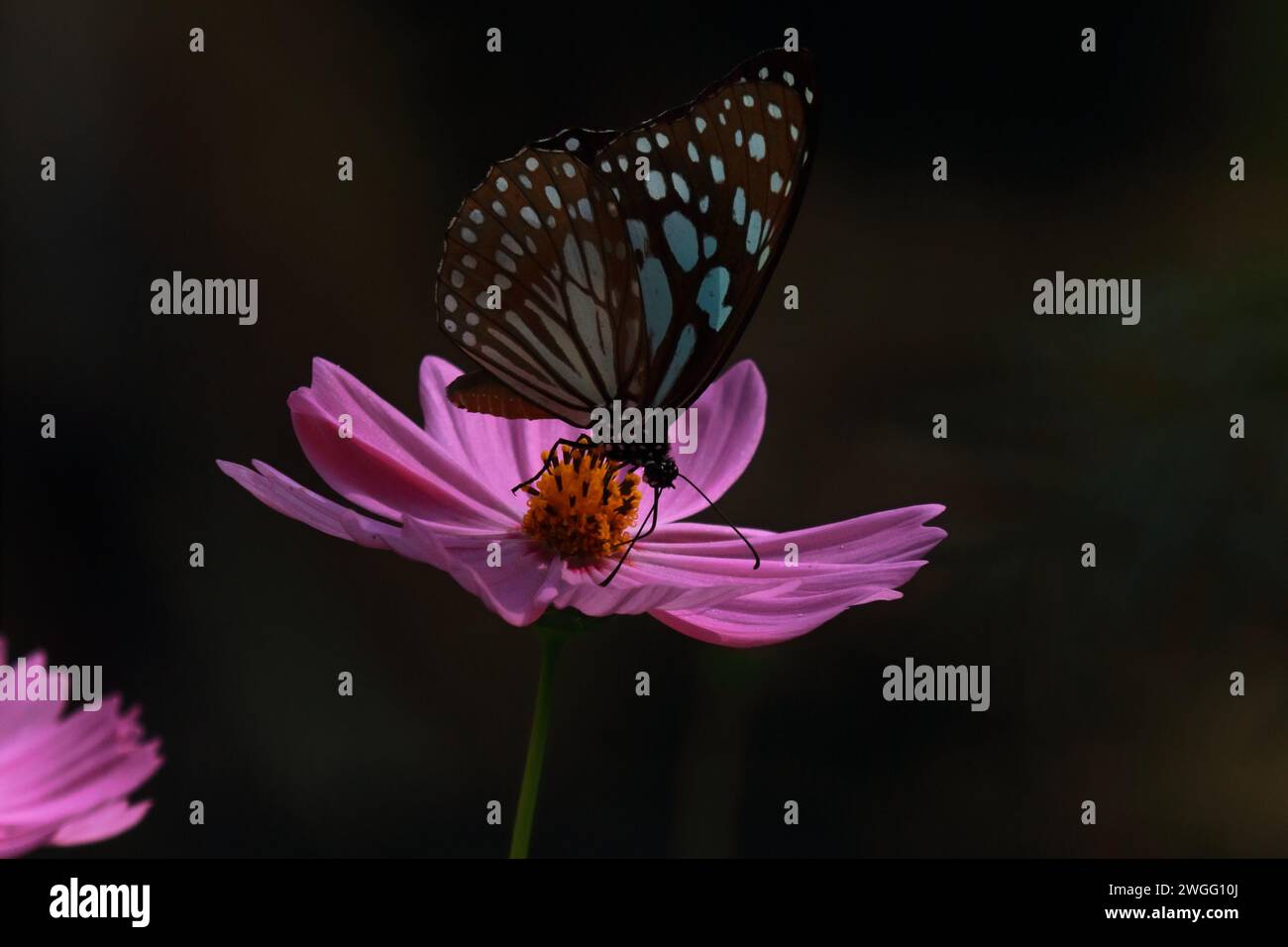 hermosa mariposa de tigre azul o tirumala lima en la flor del cosmos y polinización de la flor en el jardín, temporada de primavera Foto de stock