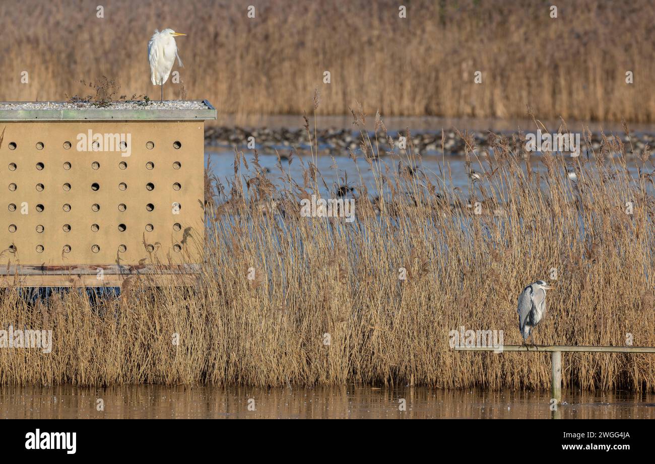 Gran Garza, Ardea alba, y Heron Gris, Ardea cinerea, en una mañana helada, en las paredes del jamón, niveles de Somerset. Foto de stock