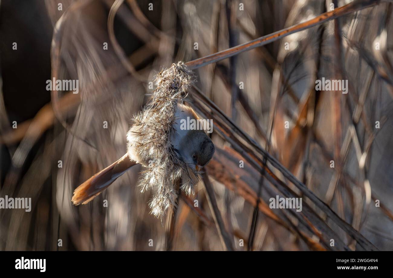 Hembra Barbudo Reedling, Panurus biarmicus, alimentándose de semillas de caña en invierno, niveles de Somerset, Foto de stock