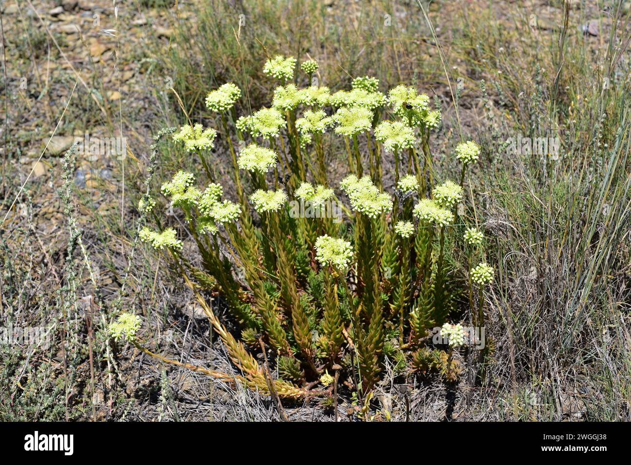 Uña de gato (Sedum sediforme) es una planta perenne nativa de la cuenca mediterránea y naturalizada en otras regiones templadas del mundo. Esta foto Foto de stock