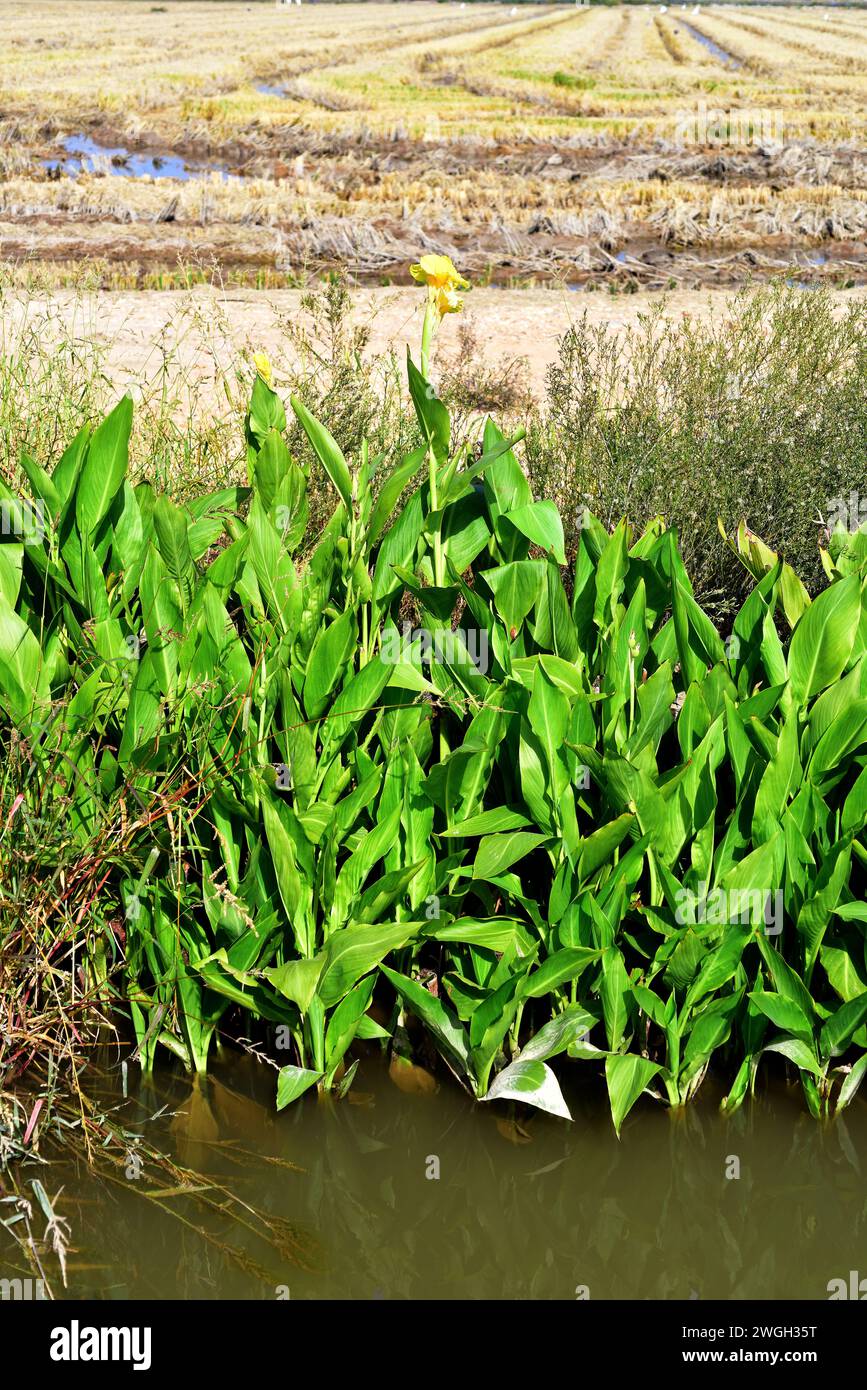 La bandera amarilla, el iris amarillo o la bandera de agua (Iris pseudacorus) es una planta acuática perenne nativa de Europa, el noroeste de África y Asia occidental. Esta p Foto de stock