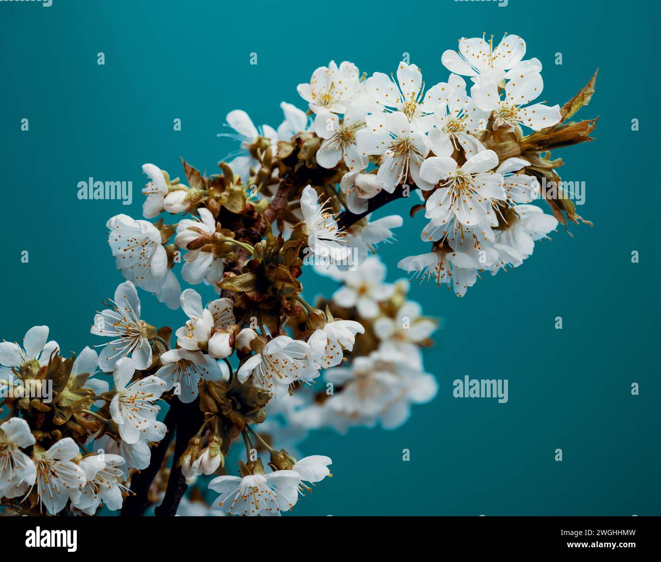 Primer plano de una flor azul floreciente en una rama de árbol Foto de stock