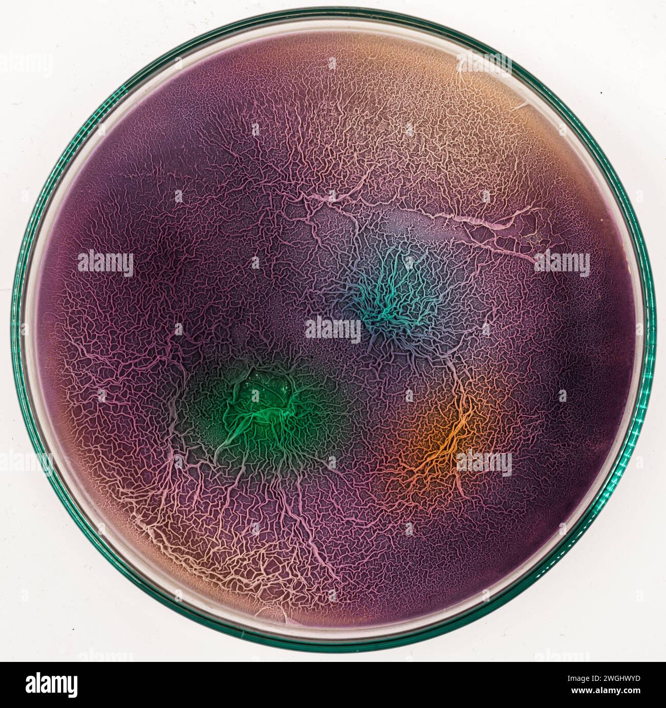 Colonias de bacterias y otros microorganismos en una placa de Petri en la superficie del medio nutritivo Foto de stock