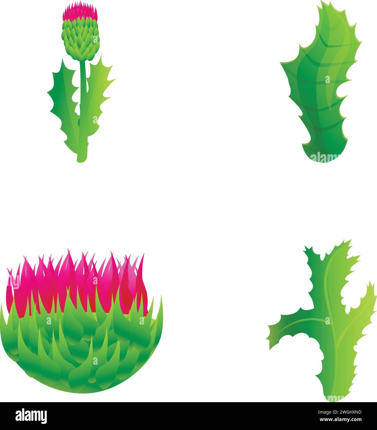 Iconos de cardo conjunto vector de dibujos animados. Cardo florido púrpura con hoja. Planta floral de campo Ilustración del Vector