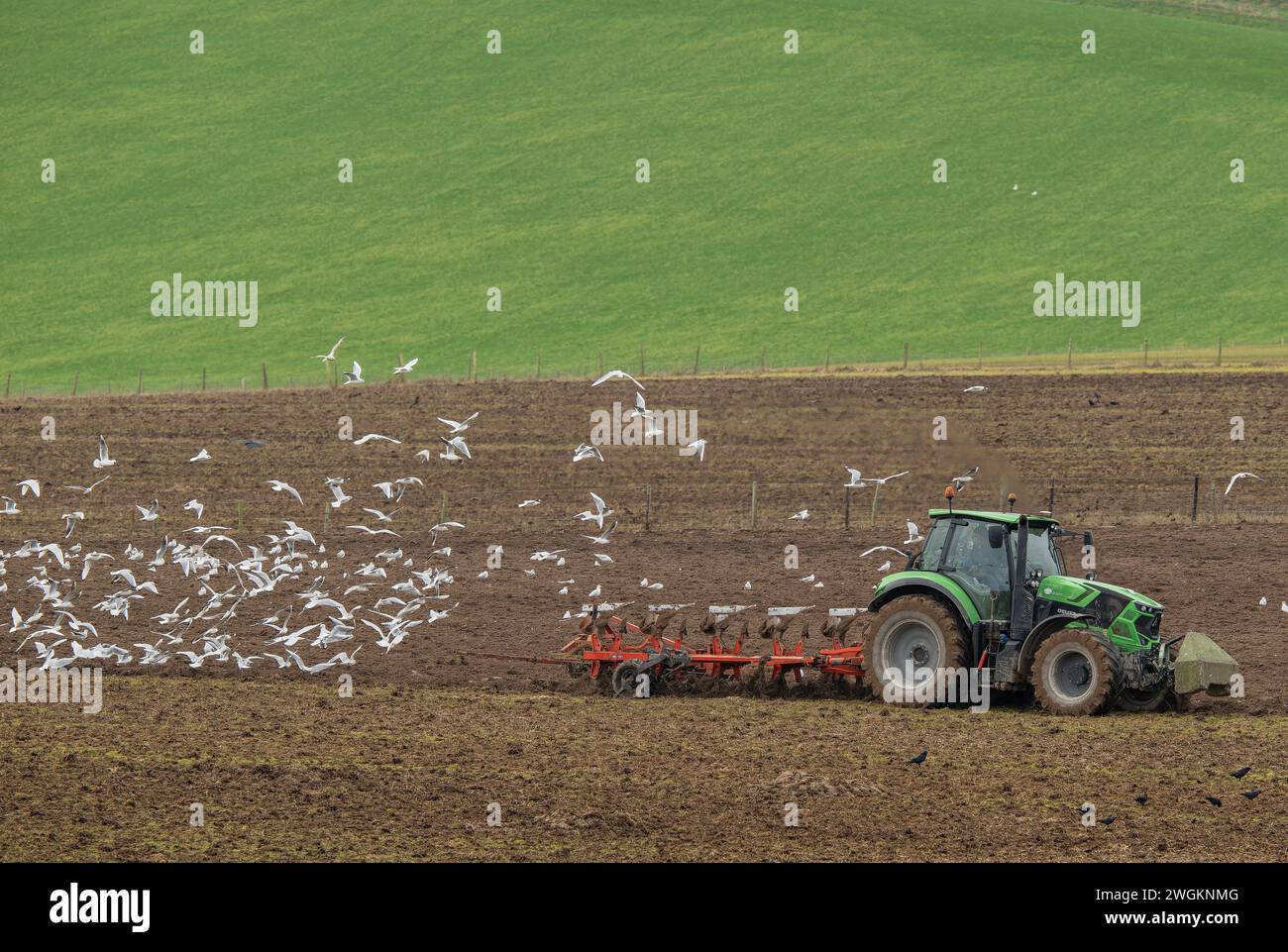 Gaviotas siguiendo el arado durante el arado de invierno, cerca del castillo de Maiden, Dorchester. Principalmente gaviotas de cabeza negra, Chroicocephalus ridibundus. Foto de stock