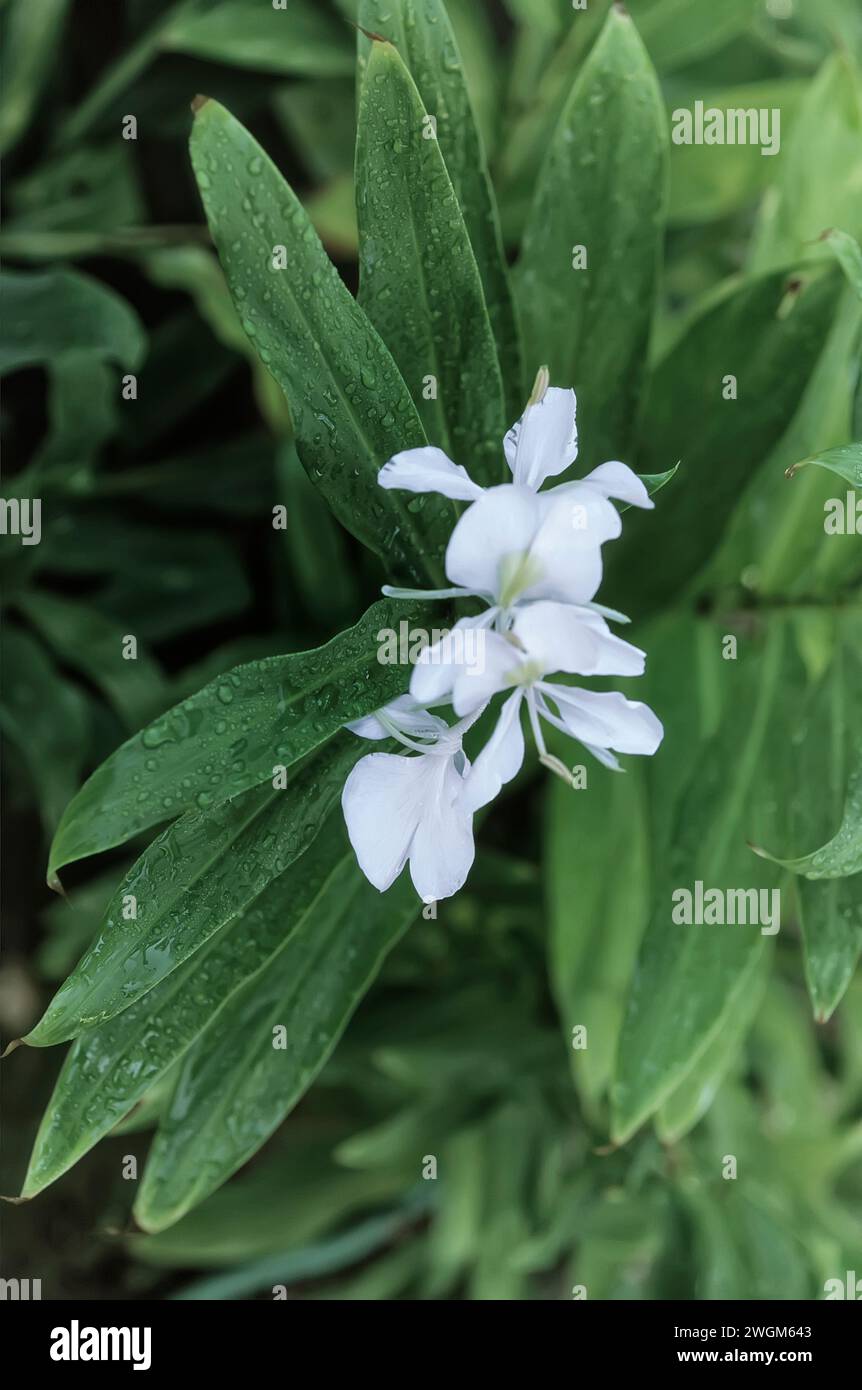 Lirio de jengibre blanco (Hedychium coronarium), Zingiberaceae. hierba perenne, rizomatous, flor blanca. Foto de stock