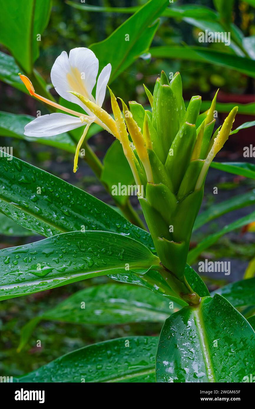 Lirio de jengibre blanco (Hedychium coronarium cv. Punto de oro), Zingiberaceae. hierba perenne, rizomatosa, flor blanca. Foto de stock