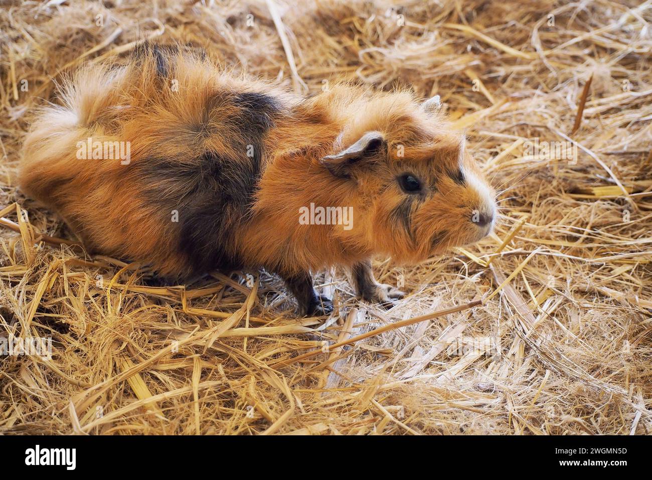 Lindo animal hebivoro Perugian Guinea Cerdo (Cavia porcellus), en el campo de cultivo Foto de stock