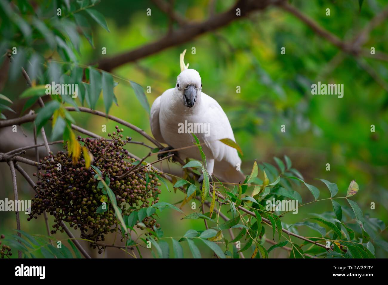 Loro de Cockatoo sentado en una rama de árbol verde en Australia. Cacatua galerita con cresta de azufre. Gran cacatúa blanca y amarilla con backgro verde naturaleza Foto de stock